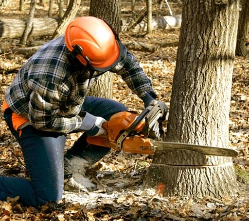 Tree Removal in Garner, KY
